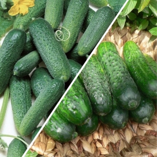 Дуэт Огурец Погребок F1 +Хуторок F1