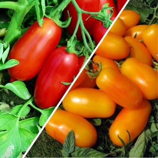 Дуэт Томат Банан красный +Банан оранжевый