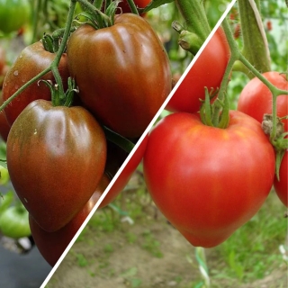 Дуэт Томат Бычье сердце +Бычье сердце шоколадное