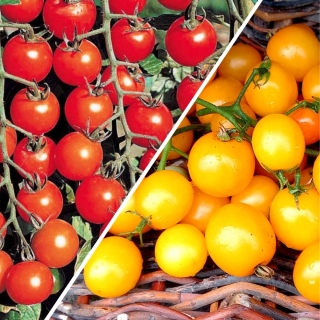 Дуэт Томат Вишня желтая +Вишня красная