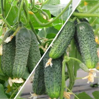 Дуэт Огурец Зятек F1 + Теща F1