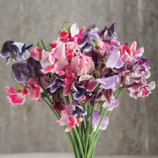 Горошек душистый Риппл микс