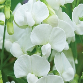 Горошек душистый Роял фэмили белый