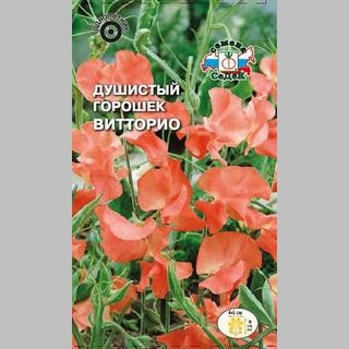 Горошек душистый Витторио