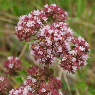 Душица Органза