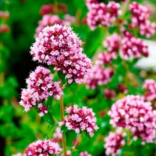 Душица Нарядная