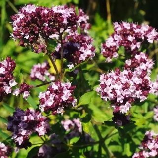 Душица Лебедушка