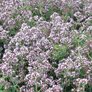 Душица обыкновенная Медовый аромат