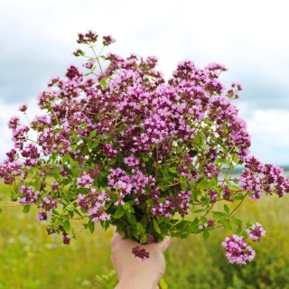 Душица обыкновенная (Зимний майоран)