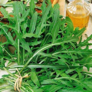 Двурядник Гурман тонколистный