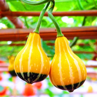 Тыква декоративная Двухцветная груша