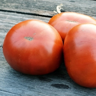 Томат Гордость Пирса