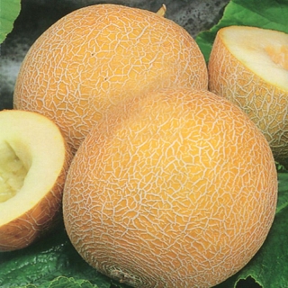 Дыня Грунтовая ранняя
