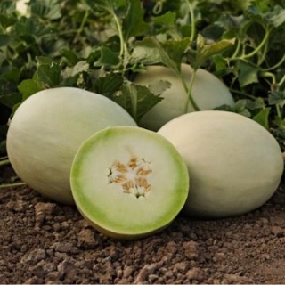 Дыня Ксения F1