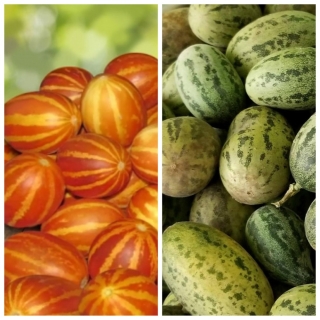 Дыня-малышка Милый Дуэт 5+5 шт (большой пакет)