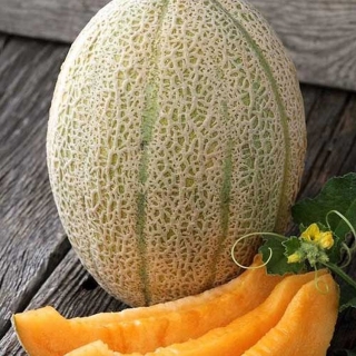 Дыня Нимфа F1