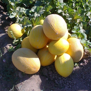 Дыня Смесь ранних сортов для холодного климата