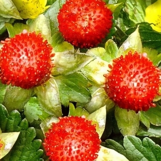 Дюшенея индийская Тутти Фрутти