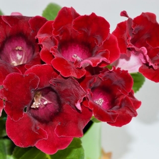 Глоксиния Аванти винно-красная F1