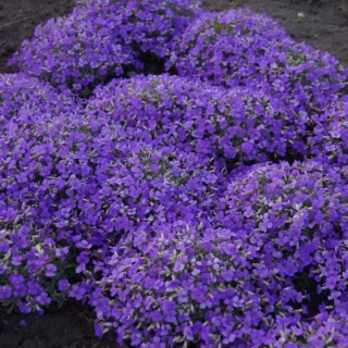 Обриета Синее Море