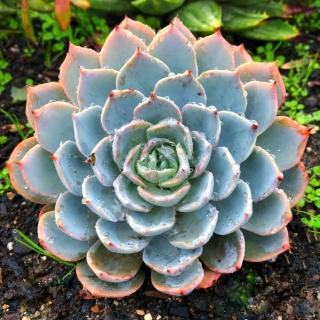 Эхеверия Пеацкого Десмета