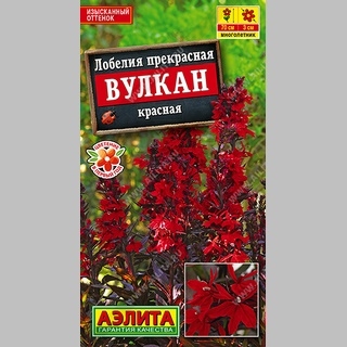 Лобелия Вулкан (прекрасная)