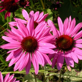 Эхинацея Пурпурно-красная (пурпурная)
