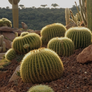Эхинокактус Грузона Золотой шар