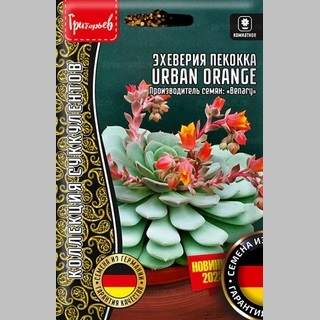 Эхеверия Urban Orange (большой пакет)