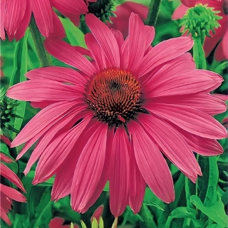 Эхинацея Красная шляпа