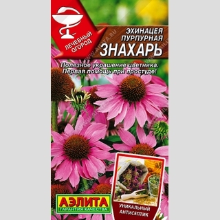 Эхинацея Знахарь пурпурная