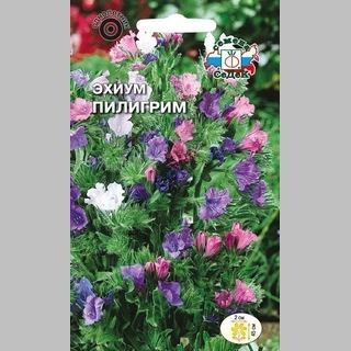 Эхиум Пилигрим (гибридный) смесь