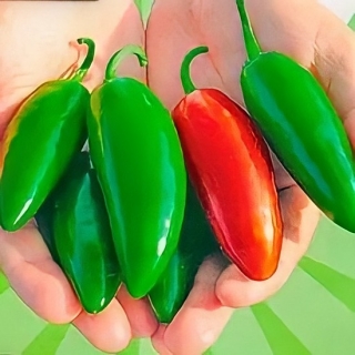 Перец Эксклюзив F1