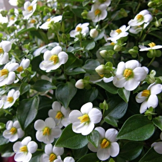 Экзакум Princess White (большой пакет)