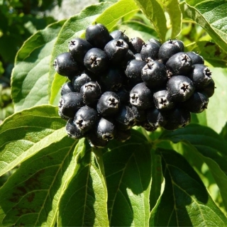 Элеутерокок Эскулап (колючий)