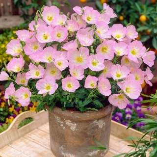 Энотера Вечерняя роза красивая