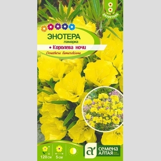 Энотера ламарка Королева ночи