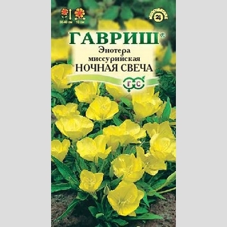 Энотера Ночная свеча (миссурийская)