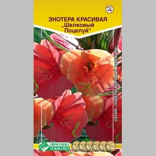 Энотера Шелковый Поцелуй красивая