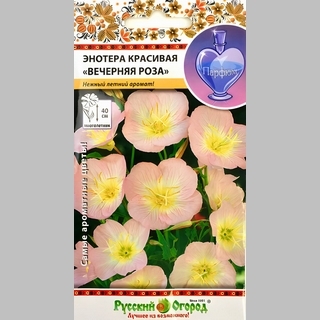 Энотера Вечерняя роза красивая