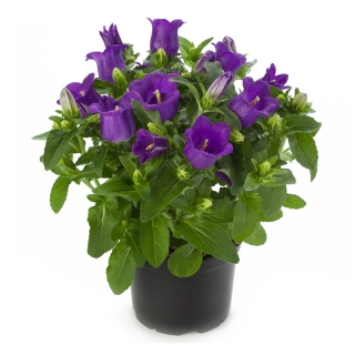 Колокольчик Эппил F1 Темно-синий