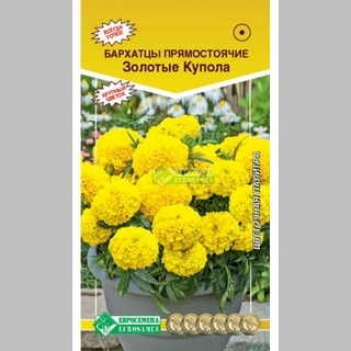 Бархатцы Золотые купола