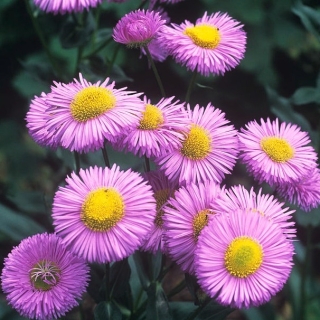 Мелколепестник Зонтик розовый