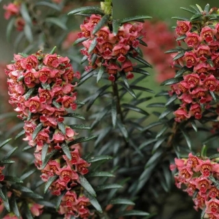 Эрика Метельчатая (большой пакет)