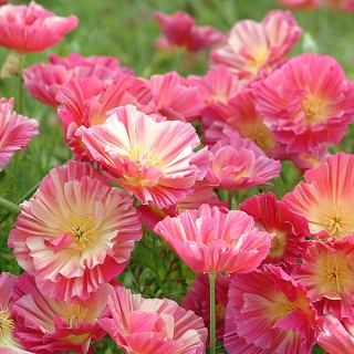 Эшшольция Розовый шифон калифорнийская