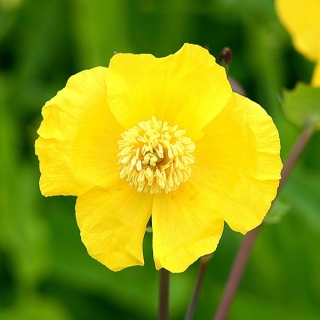 Дикраностигма Гламур (золотой мак)