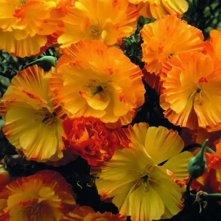 Эшшольция Априкот