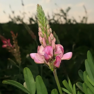 Эспарцет Фантазия