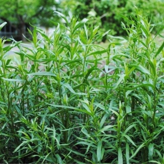 Эстрагон Драгун-трава