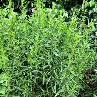 Эстрагон Драконья трава